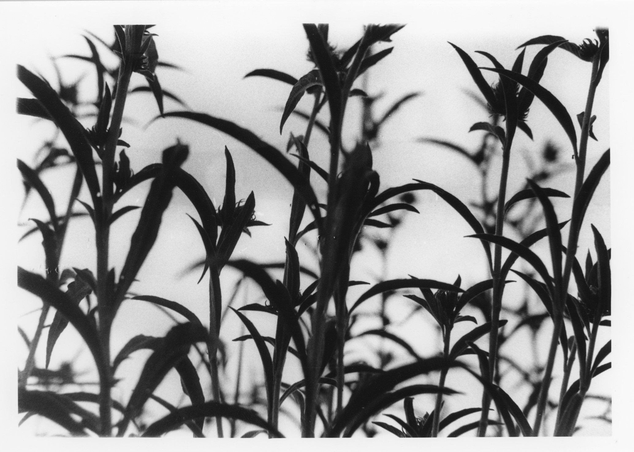 The Beautiful Prairie