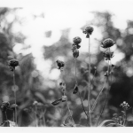 The Beautiful Prairie