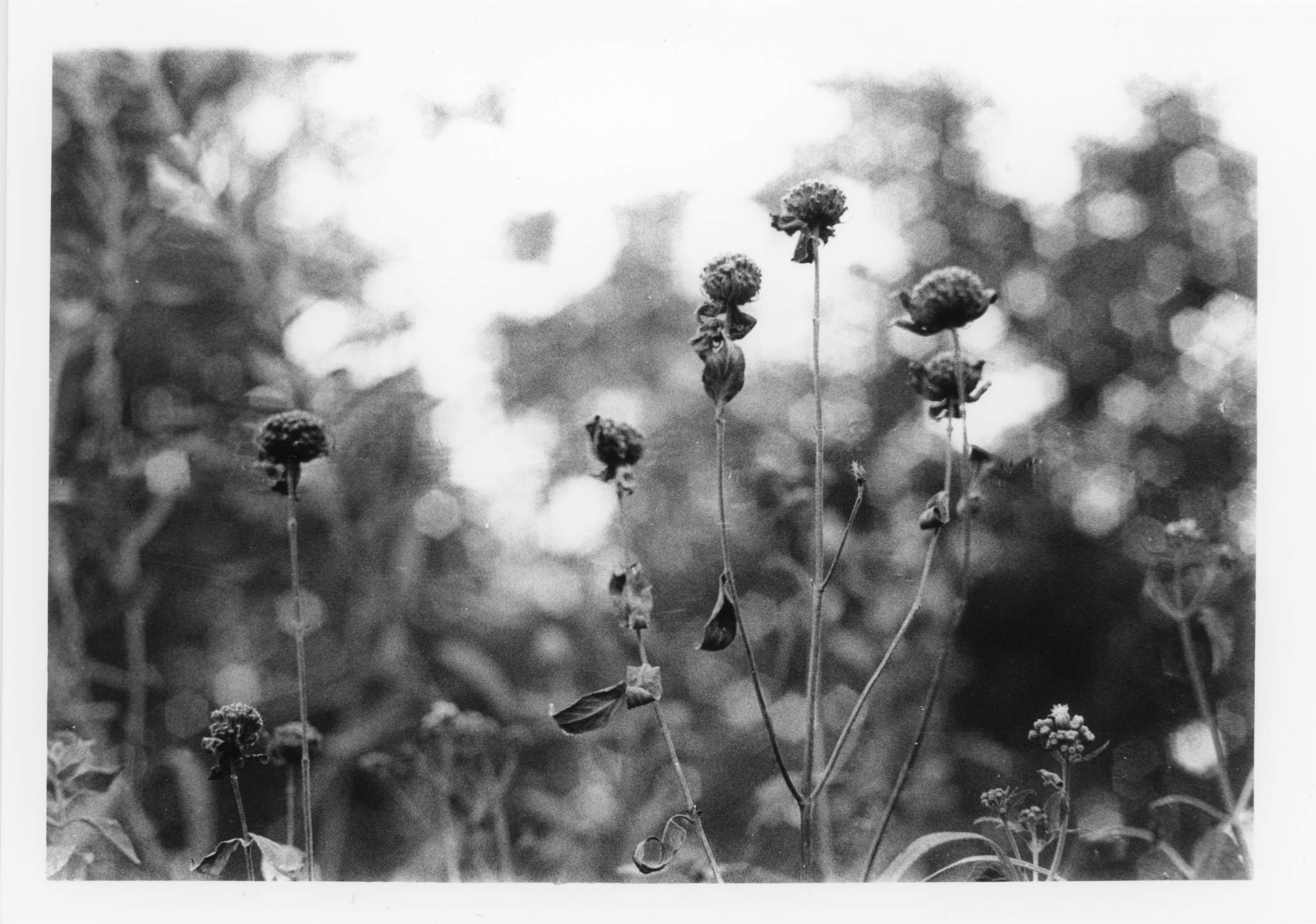 The Beautiful Prairie