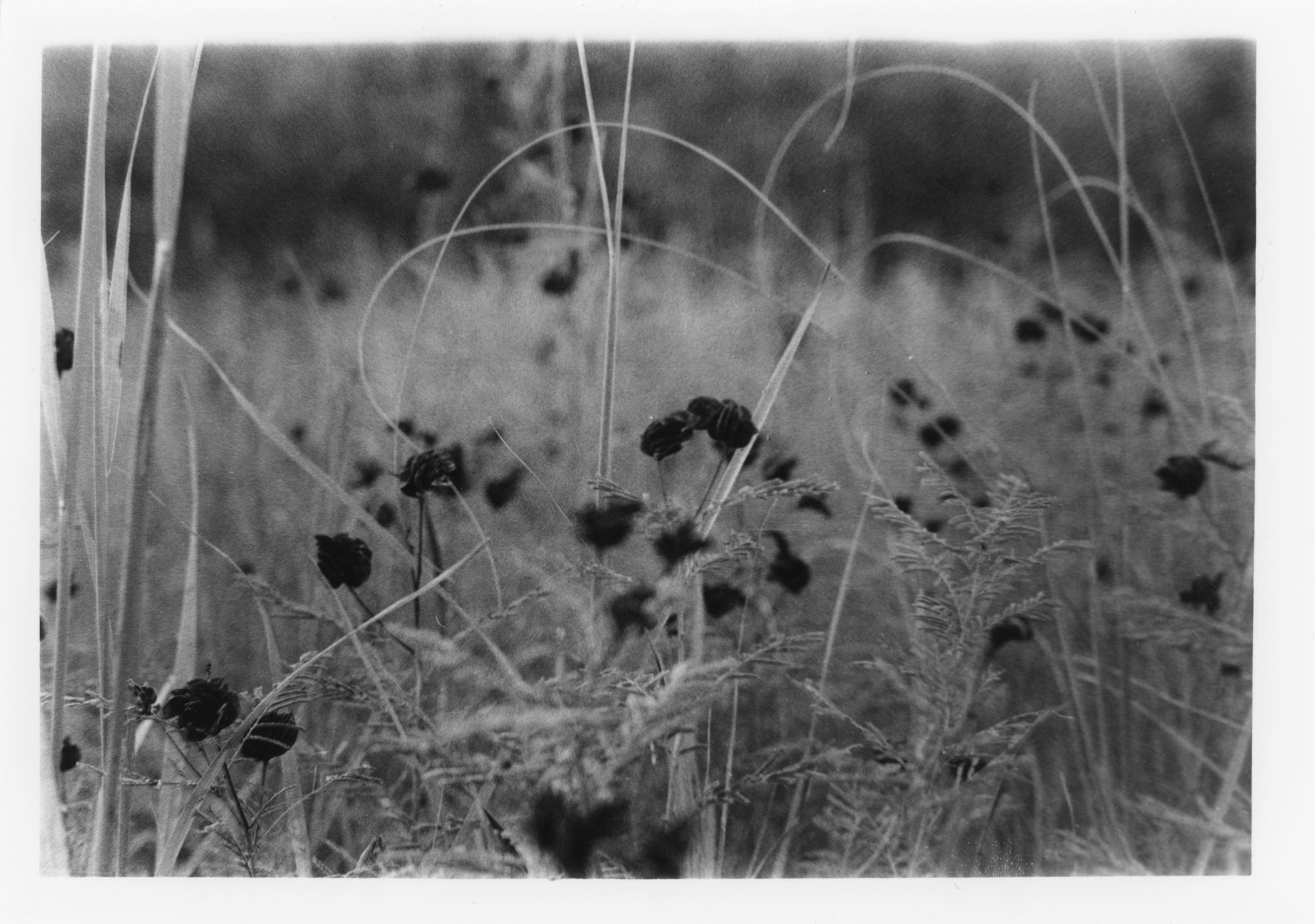 The Beautiful Prairie