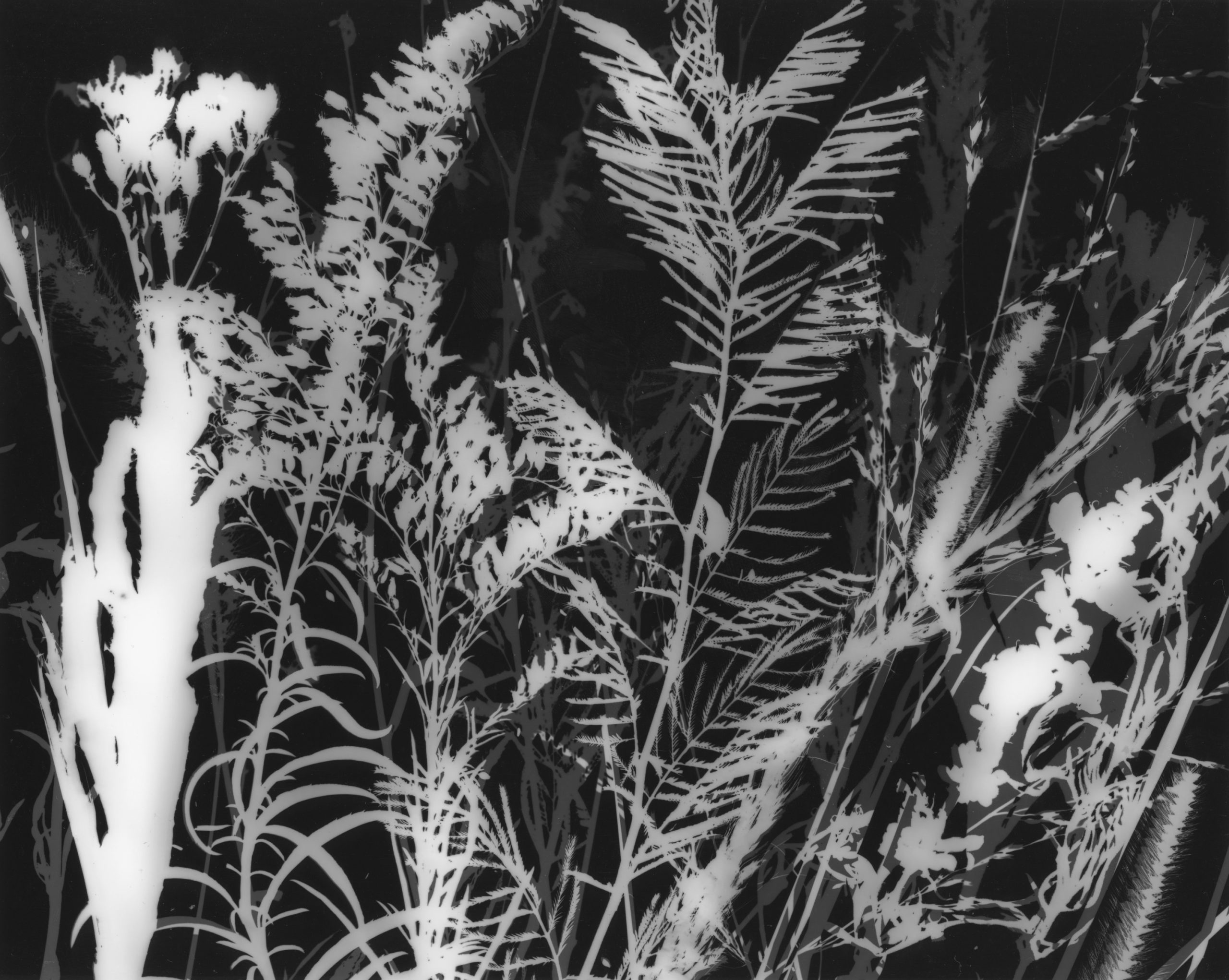 The Diminishing Prairie